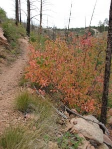 South Platte River trailhead